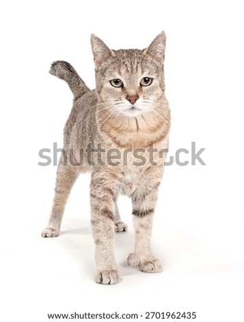 Pixie Bob Cat Isolated On WHite