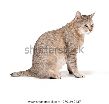 Pixie Bob Cat Isolated On WHite