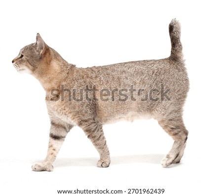 Pixie Bob Cat Isolated On WHite