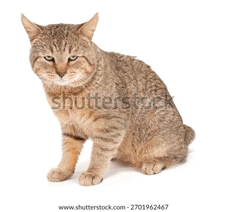 Pixie Bob Cat Isolated On WHite