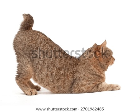 Pixie Bob Cat Isolated On WHite