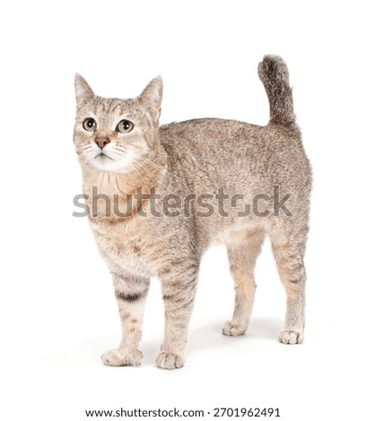 Pixie Bob Cat Isolated On WHite
