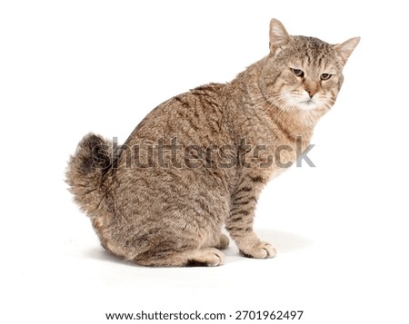 Pixie Bob Cat Isolated On WHite