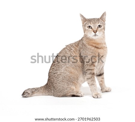Pixie Bob Cat Isolated On WHite