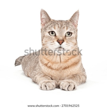 Pixie Bob Cat Isolated On WHite