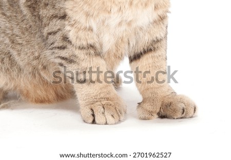 Pixie Bob Cat Isolated On WHite