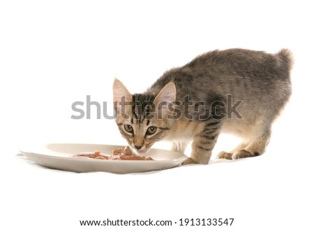 pixie bob cat kitteneatingstudio