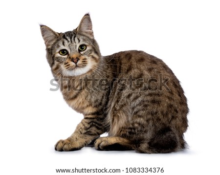 Pixie Bob cat kitten sitting side ways isolated on white background and looking very curious / naughty into lens