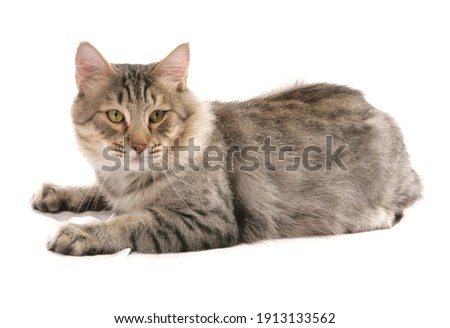 pixie bob catlayingstudio
