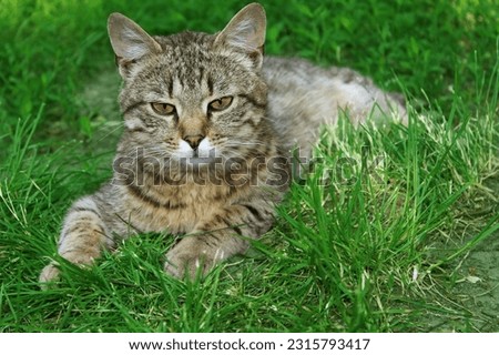 Pixie Bob cat lies on the grass