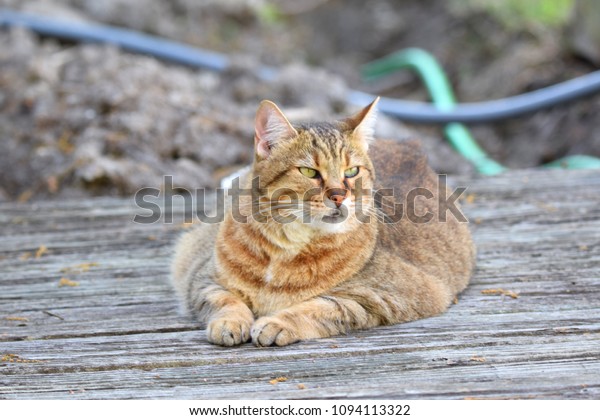 Pixie Bob Cat On Weathered Deck Stock Photo Edit Now 1094113322
