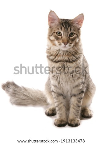 pixie bob catsittingstudio
