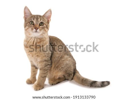 Pixie Bob catSittingStudio