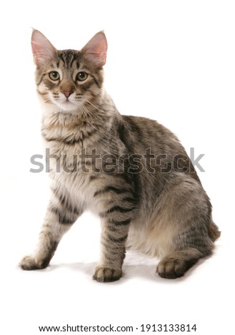 pixie bob catsittingstudio