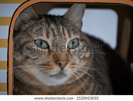 pixie bob cat Study photograph of his facial features