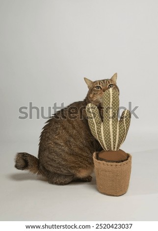 pixie bob cat Study photograph of his facial features