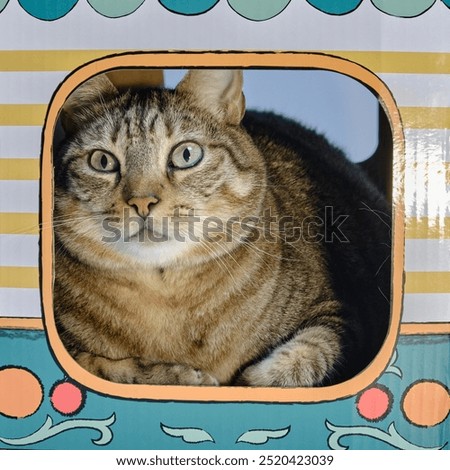 pixie bob cat Study photograph of his facial features