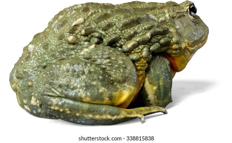 Pixie Frog Back View Stock Photo 338815838 | Shutterstock