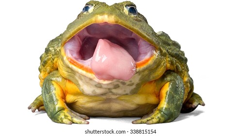 Pixie Frog Sticking Out Tongue