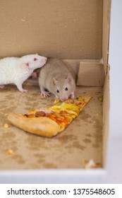 Pizza Mouse Decorative In A Pizza Box Eating A Piece. Rat Home Beige And . Symbol Of The Chinese New Year 2020.