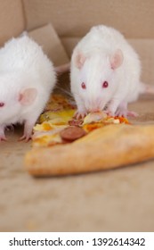 Pizza Mouse In A Decorative Box Of Pizza Eating . Rat Home. Symbol Of The Chinese New Year 2020.