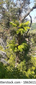 Pku Plant That Grows On The Trunk Of A Wooden Tree