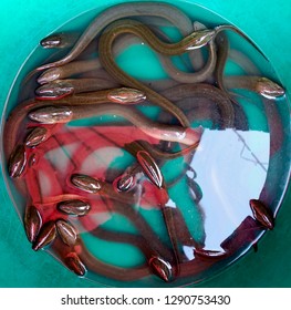 Pla lai na, the Asian swamp eel, swamp eel, rice eel, or white ricefield eel (Monopterus albus) is a commercially important, air-breathing species of fish in the family Synbranchidae.