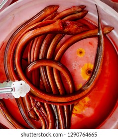 Pla lai na, the Asian swamp eel, swamp eel, rice eel, or white ricefield eel (Monopterus albus) is a commercially important, air-breathing species of fish in the family Synbranchidae.