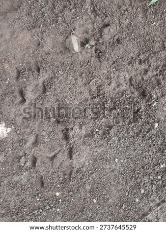 Place: Babakan, Bogor, WestJava, Indonesia.
Date: Dec 07th, 2025.
Title: soccer player's shoe prints on the ground