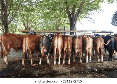 a place to buy and sell livestock. cattle market. - Shutterstock ID 2311272715