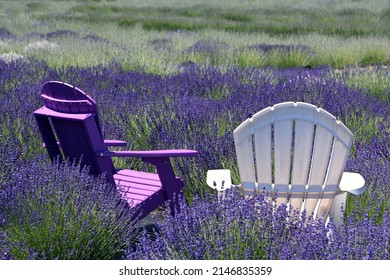 A place to relax and breathe in the lavender in field of lavender on the North Fork of Long Island, NY - Shutterstock ID 2146835359