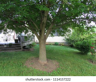 a place to sit and play under a large ash tree in a lawn; Harrisonburg, VA, USA