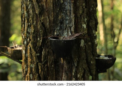 A Place To Store Pine Tree Sap