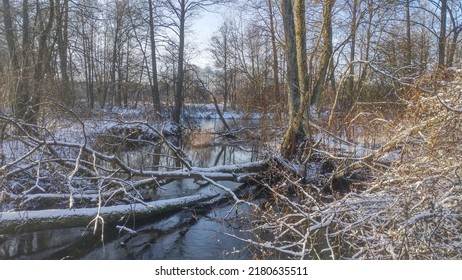 3,433 Tree Branch Litter Images, Stock Photos & Vectors | Shutterstock