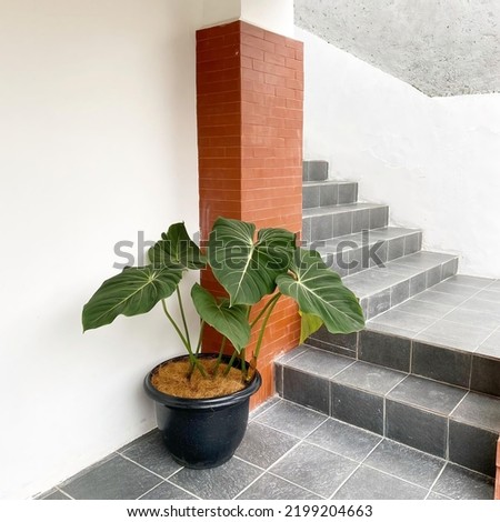 placement of green plants in the corner of the house to beautify the room