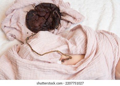 Placenta Still Connected To Baby After 6 Days. Photo Of Placenta Dried And Treated With Herbs For Lotus Birth. Select Focus On Placenta.