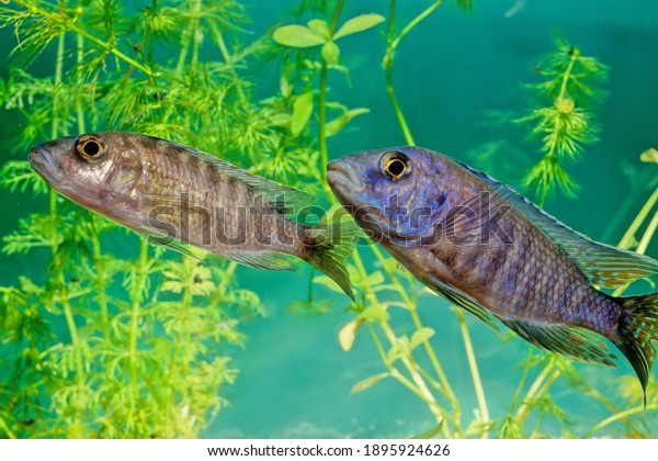 Placidochromis Electra Ou Electra Ou Encore Stock Photo Edit Now