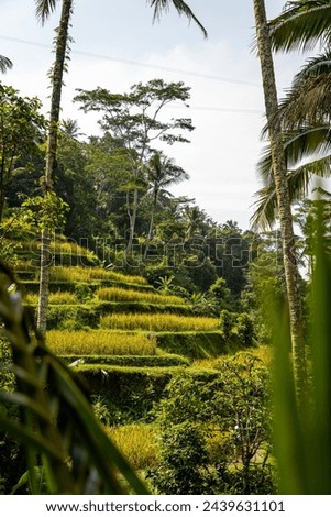 plage, paysage et rizière a Bali