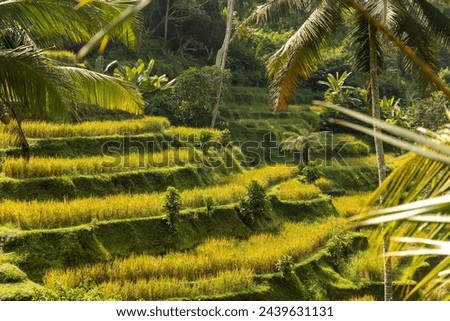 plage, paysage et rizière a Bali