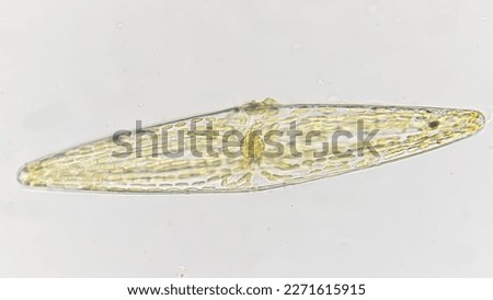 Plagiotropis sp., a big marine phytoplankton from diatom froup. 400x magnification. Selective focus image