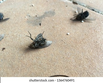 13 Death Flys Images, Stock Photos & Vectors | Shutterstock