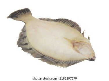 Plaice Fish Isolated On White Background