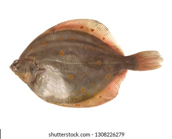 Plaice Fish On White