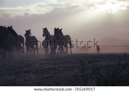 Similar – Image, Stock Photo steppe ride Ride Nature