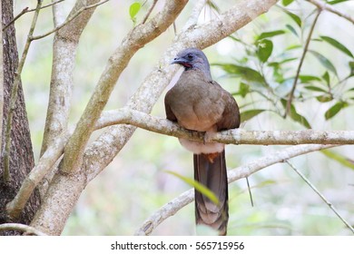 Plain Chachalaca