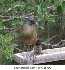 Plain Chachalaca