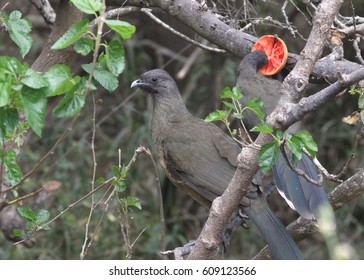 Plain Chachalaca