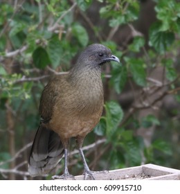 Plain Chachalaca