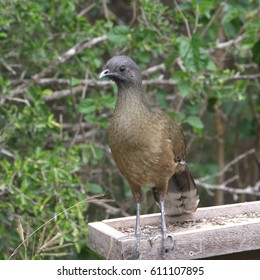 Plain Chachalaca