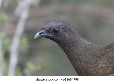 Plain Chachalaca